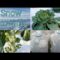 Snow Growing/ Snow Hardy Plants & Milk Jugs