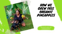 [ID: KyJWhkQahtA] Youtube Automatic