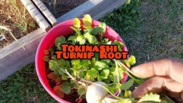 [ID: l2m89HhCQOA] Youtube Automatic