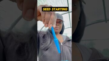 [ID: l3bTmpeDz6Y] Youtube Automatic