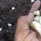 Growing Garlic!!
