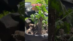 [ID: l5UBwatcYvw] Youtube Automatic