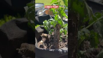 [ID: l5UBwatcYvw] Youtube Automatic