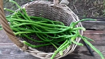 [ID: lACSqOsVsEg] Youtube Automatic