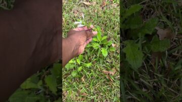 [ID: lBKlHov06bg] Youtube Automatic