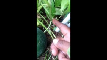 [ID: lcEWlSqMFco] Youtube Automatic