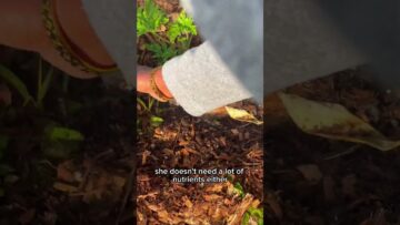 [ID: LCyUlF3KWi4] Youtube Automatic