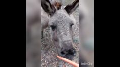 [ID: LemrdxGYbBE] Youtube Automatic