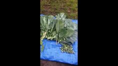 [ID: LfrddREkQRE] Youtube Automatic