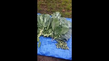 [ID: LfrddREkQRE] Youtube Automatic