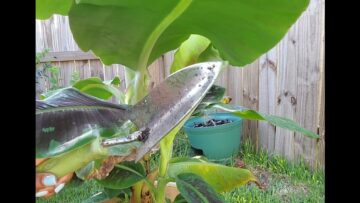 [ID: LjJVBLNq_9U] Youtube Automatic