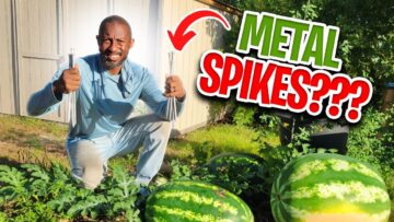 [ID: LLeysZWEwVU] Youtube Automatic