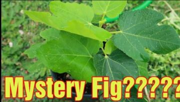 [ID: lm7oXmpTtLI] Youtube Automatic