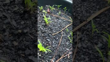 [ID: lMtDgWHqa_M] Youtube Automatic