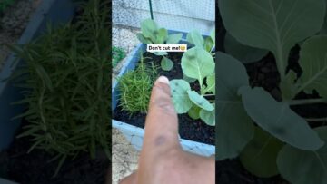 [ID: LmYmmFdnozA] Youtube Automatic