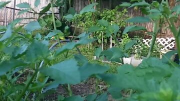 [ID: L_NjICK0oII] Youtube Automatic