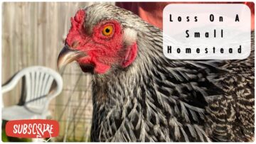 [ID: lNR6VBFBAHs] Youtube Automatic