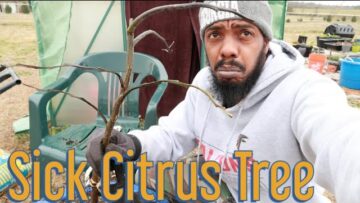 [ID: Lq5P2WLpt8Q] Youtube Automatic