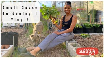 [ID: LQ_yzoERYPA] Youtube Automatic