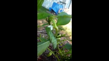 [ID: lT8Xy9rEY2c] Youtube Automatic