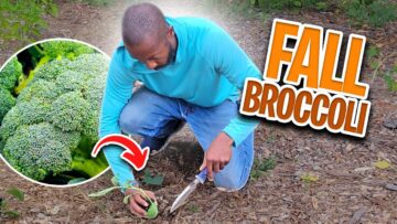 [ID: LWkfDoeF9FI] Youtube Automatic