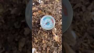 [ID: lz4ivSMc2Ig] Youtube Automatic