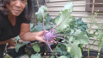 [ID: LZAXHplONSk] Youtube Automatic