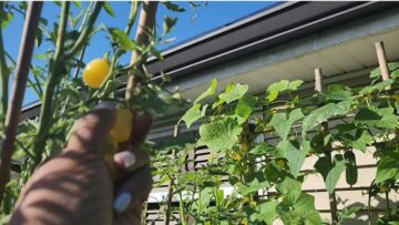 [ID: M0EfuVHu9YM] Youtube Automatic