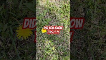 [ID: M2uZHfknanQ] Youtube Automatic