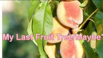 [ID: M5UhCs3M8k0] Youtube Automatic