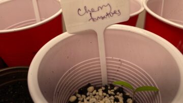 [ID: mAFNlPETmQQ] Youtube Automatic