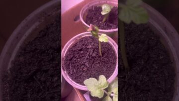 [ID: MePGbJLxvt0] Youtube Automatic