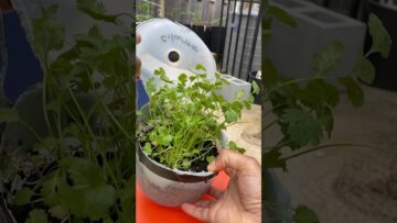 [ID: mfn89D-1lbw] Youtube Automatic