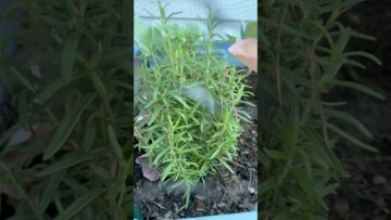 [ID: mfSH0M-uGNw] Youtube Automatic