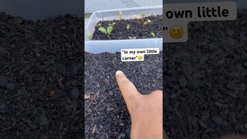 [ID: MgtAcSu0h6w] Youtube Automatic