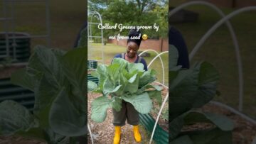 [ID: Mj4XEGO6uPk] Youtube Automatic