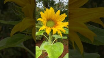 [ID: mlgGUl0ztMw] Youtube Automatic