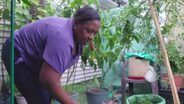 [ID: mPs5d_GwLcg] Youtube Automatic