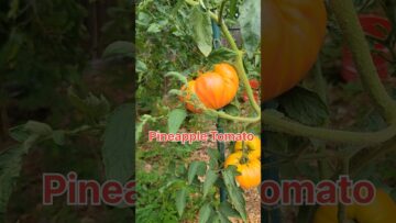 [ID: MqB3wtP_InU] Youtube Automatic