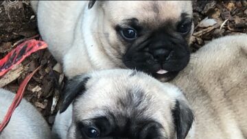 [ID: MRl1OD6M490] Youtube Automatic