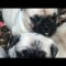 Meet my Pugs/ pug life