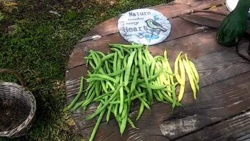 [ID: MSubG86cQeQ] Youtube Automatic