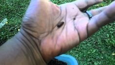 [ID: MtwkXXtZnsI] Youtube Automatic