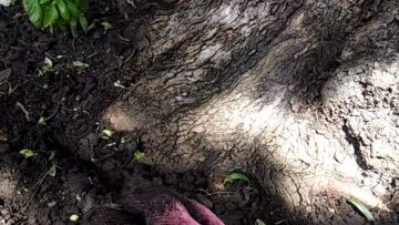 [ID: mU9gOYK5jBg] Youtube Automatic