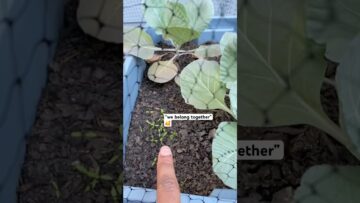 [ID: MuIh8cwsDSE] Youtube Automatic