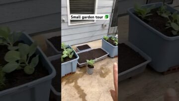 [ID: MUno59ZzfG4] Youtube Automatic