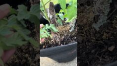 [ID: m_UwmyFNzUQ] Youtube Automatic