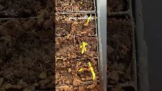 [ID: MW72VowGu_A] Youtube Automatic