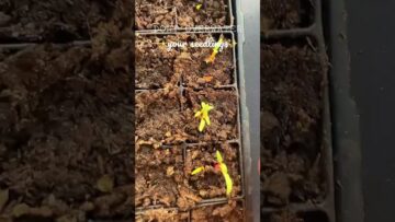 [ID: MW72VowGu_A] Youtube Automatic