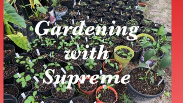 [ID: mYszbvsKOJU] Youtube Automatic